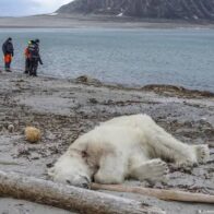 Oso polar
