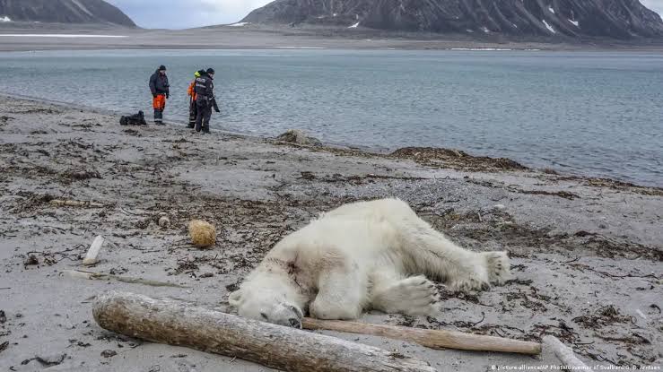 Oso polar