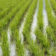Producción de arroz.