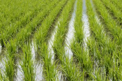 Producción de arroz.