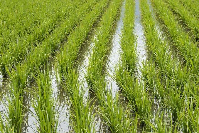 Producción de arroz.