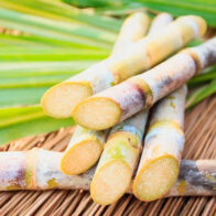 Día de la Caña: descubre la poderosa historia de este cultivo en RD