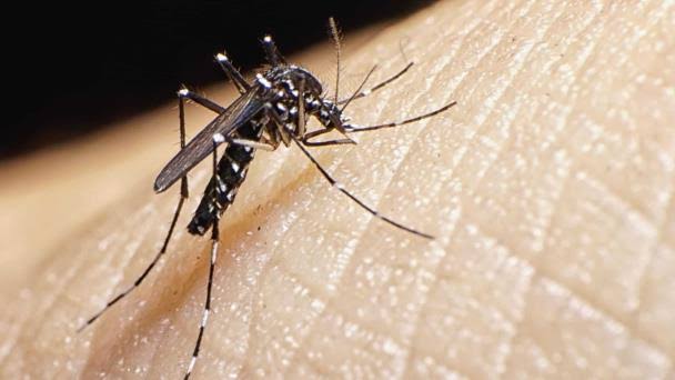 Dengue no da tregua: 245 casos y un mosquito cada vez más difícil de combatir