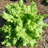 Científicos logran que plantas produzcan proteína clave del sabor de la carne
