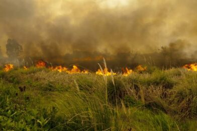 Incendios forestales: un riesgo que puede prevenirse con conciencia y acción