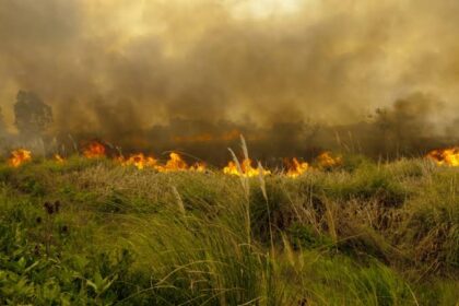Incendios forestales: un riesgo que puede prevenirse con conciencia y acción