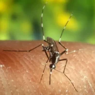Brasil registra el menor número de casos de malaria en casi 50 años