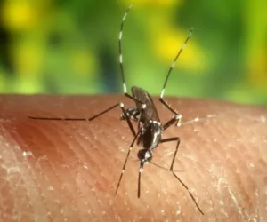 Brasil registra el menor número de casos de malaria en casi 50 años