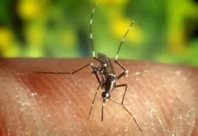 Brasil registra el menor número de casos de malaria en casi 50 años
