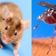 SNS activa alerta y refuerza protocolos ante casos de leptospirosis, dengue, malaria y rabia