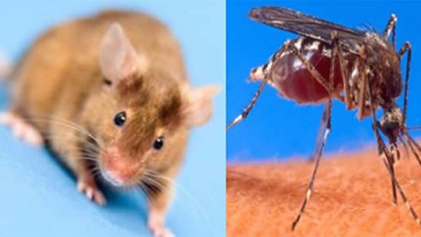 SNS activa alerta y refuerza protocolos ante casos de leptospirosis, dengue, malaria y rabia