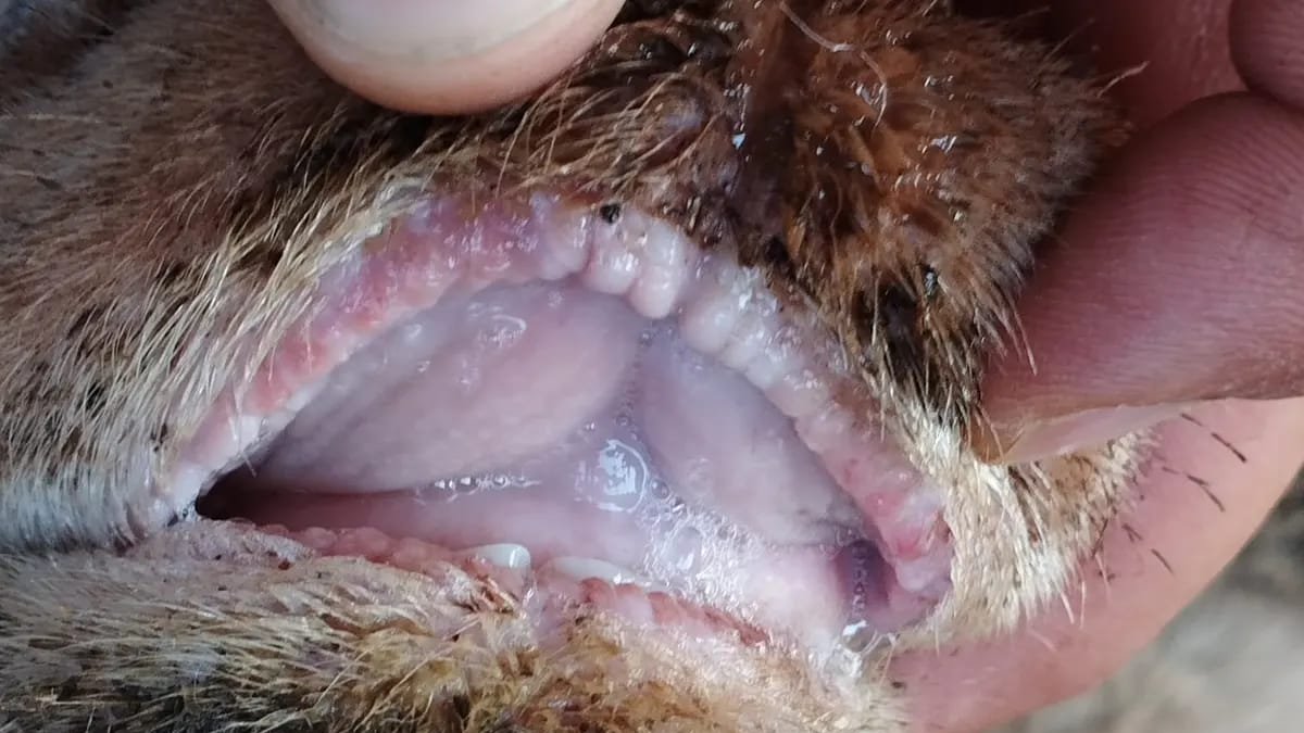 Posible detección de lengua azul