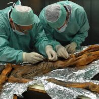 A 35 años del hallazgo de Ötzi, “el hombre de hielo”