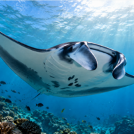 Día Mundial de la Manta Raya: una fecha para crear conciencia sobre la conservación de estos gigantes del océano