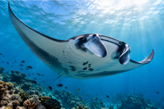 Día Mundial de la Manta Raya: una fecha para crear conciencia sobre la conservación de estos gigantes del océano