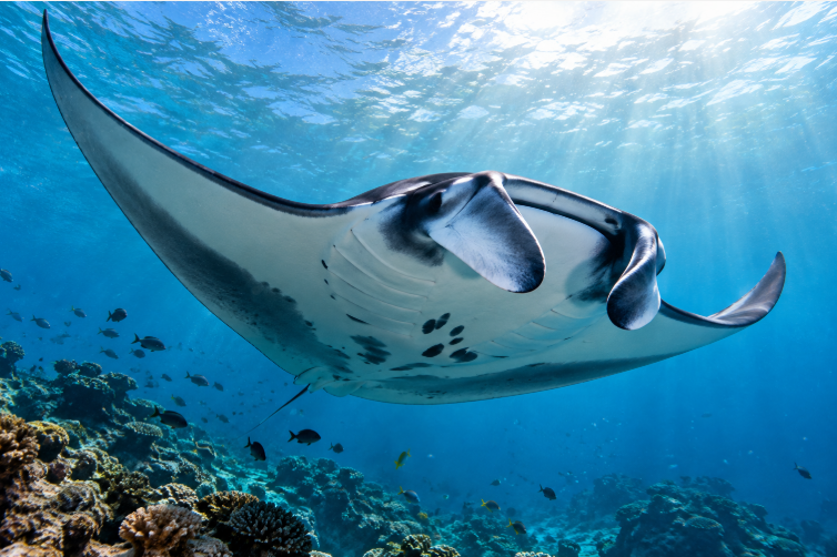 Día Mundial de la Manta Raya: una fecha para crear conciencia sobre la conservación de estos gigantes del océano