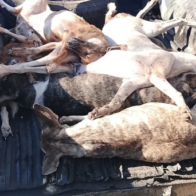 Perros envenenados.