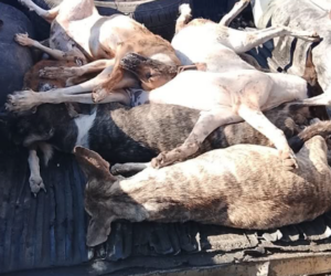 Consternación en La Romana por muerte de 12 perros presuntamente envenenados