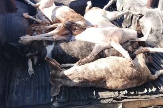 Perros envenenados.