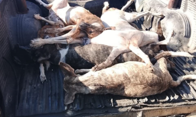 Perros envenenados.