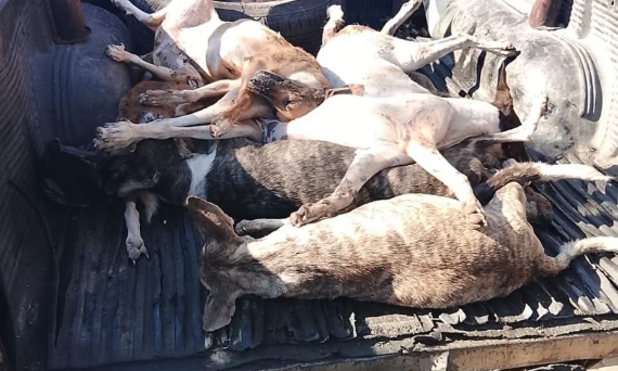 Perros envenenados.