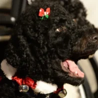 Obama anuncia la muerte de su perra Sunny, la mascota que acompañó 13 años a la familia