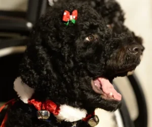 Obama anuncia la muerte de su perra Sunny, la mascota que acompañó 13 años a la familia