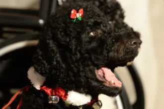 Obama anuncia la muerte de su perra Sunny, la mascota que acompañó 13 años a la familia