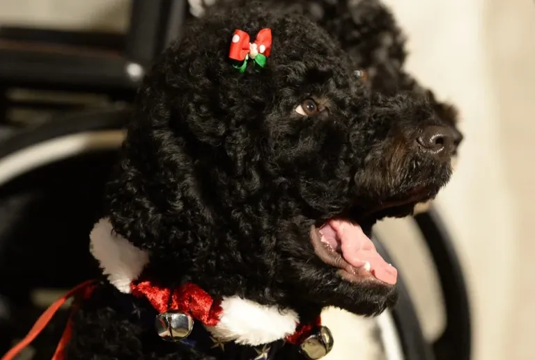 Obama anuncia la muerte de su perra Sunny, la mascota que acompañó 13 años a la familia