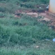 Residentes de El Sembrador III en Ciudad Juan Bosch piden declarar residencial en emergencia por proliferación de ratas