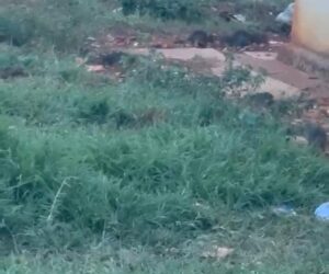 Residentes de El Sembrador III en Ciudad Juan Bosch piden declarar residencial en emergencia por proliferación de ratas