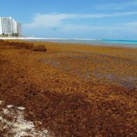 Inverotel alerta por impacto del sargazo y ofrece apoyo a República Dominicana