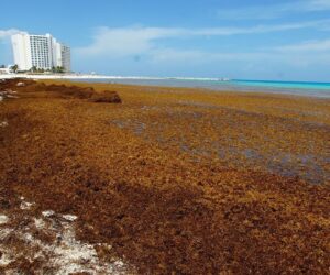 Inverotel alerta por impacto del sargazo y ofrece apoyo a República Dominicana