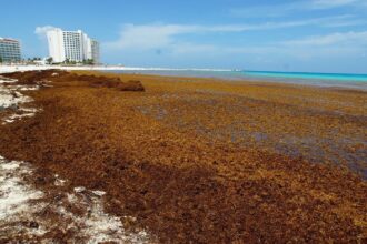 Inverotel alerta por impacto del sargazo y ofrece apoyo a República Dominicana