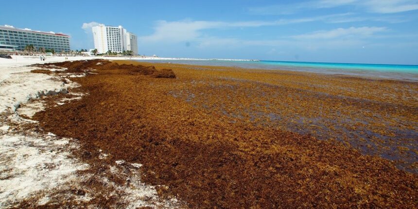 Inverotel alerta por impacto del sargazo y ofrece apoyo a República Dominicana