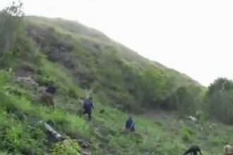 Desmantelan dos sembradíos de presunta marihuana y ocupan más de 10 mil plantas en Peralta, Azua