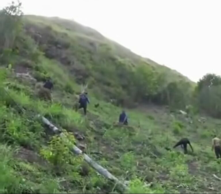 Desmantelan dos sembradíos de presunta marihuana y ocupan más de 10 mil plantas en Peralta, Azua