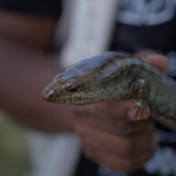 Medio Ambiente encuentra en La Humeadora dos lagartos en peligro crítico de extinción