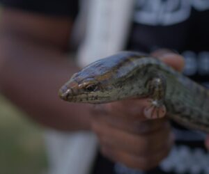 Medio Ambiente encuentra en La Humeadora dos lagartos en peligro crítico de extinción