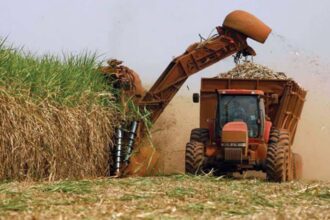 República Dominicana amplía su acceso al mercado azucarero de Estados Unidos y mantiene la mayor cuota asignada a un solo país