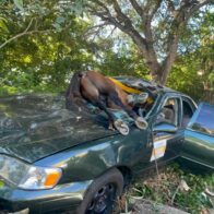 Caballo provoca accidente y termina dentro de un carro en Santiago