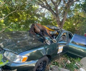 Caballo provoca accidente y termina dentro de un carro en Santiago