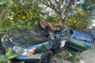 Caballo provoca accidente y termina dentro de un carro en Santiago
