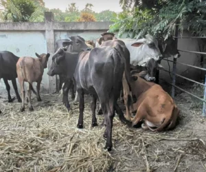 Impedirán entrada de carnes y productos animales desde Haití por Dajabón