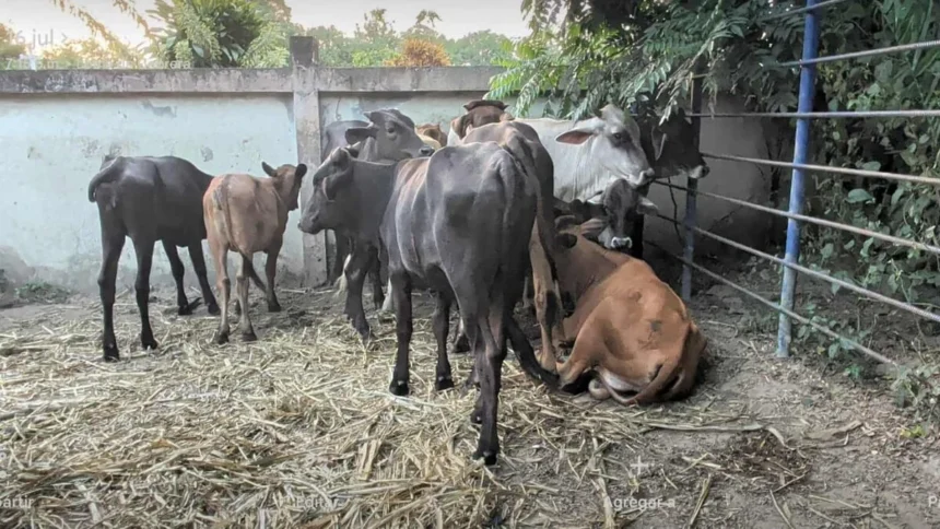 Impedirán entrada de carnes y productos animales desde Haití por Dajabón