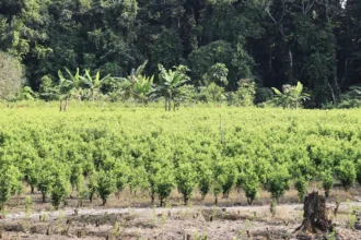 Juez frena plan piloto de fumigación aérea de cultivos ilícitos en Colombia