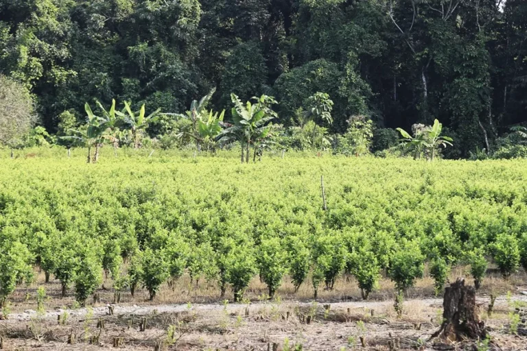 Juez frena plan piloto de fumigación aérea de cultivos ilícitos en Colombia