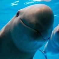 Día Internacional de la Vaquita Marina: un llamado para salvar al mamífero marino más amenazado del mundo