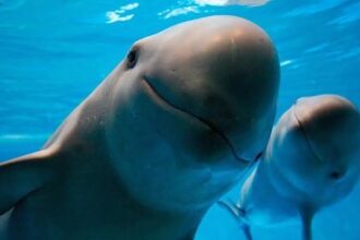 Día Internacional de la Vaquita Marina: un llamado para salvar al mamífero marino más amenazado del mundo