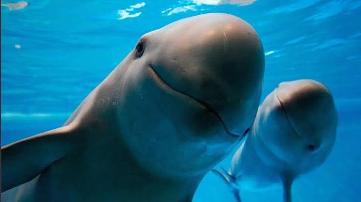 Día Internacional de la Vaquita Marina: un llamado para salvar al mamífero marino más amenazado del mundo